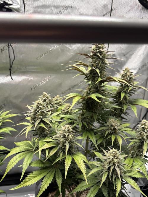 Strawberry Gorilla Auto. Week 9