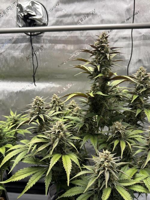 Strawberry Gorilla Auto. Week 9