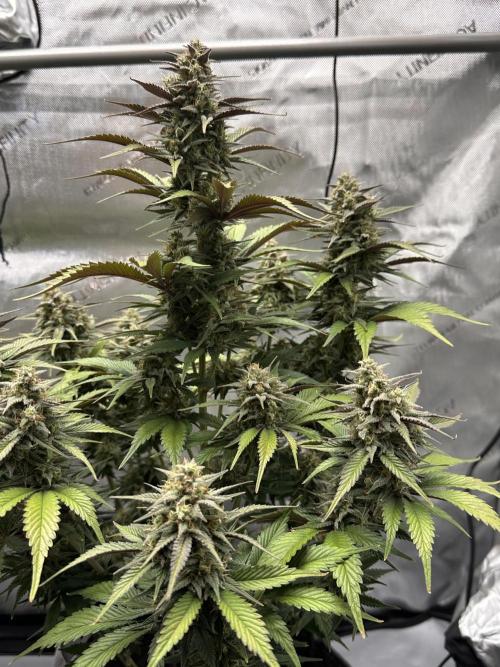 Strawberry Gorilla Auto. Week 9
