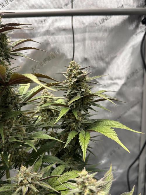 Strawberry Gorilla Auto. Week 9