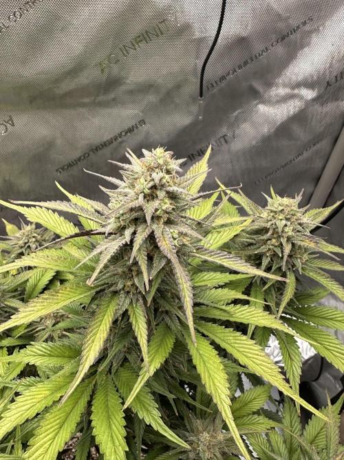Strawberry Gorilla Auto. Week 9