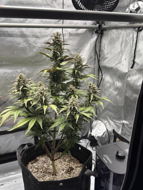 Strawberry Gorilla Auto. Week 9