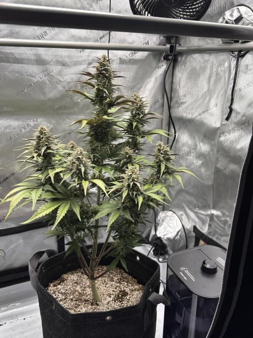 Strawberry Gorilla Auto. Week 9