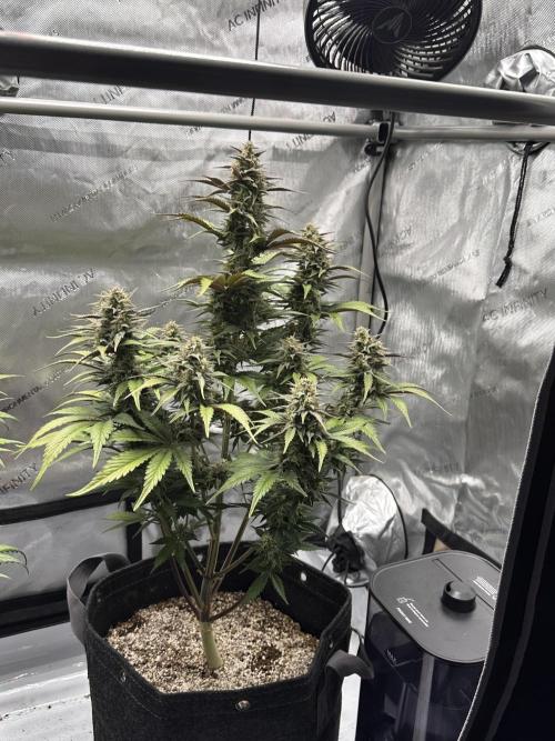 Strawberry Gorilla Auto. Week 9