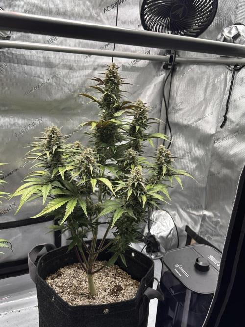 Strawberry Gorilla Auto. Week 9