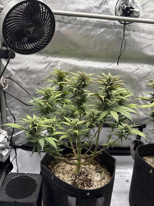 Strawberry Gorilla Auto. Week 9