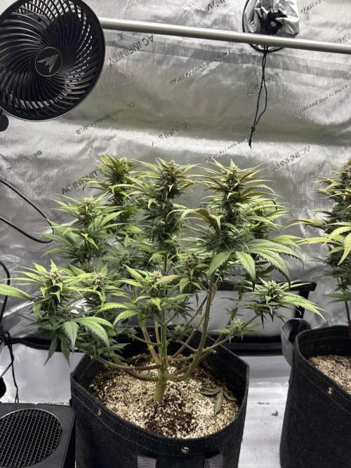 Strawberry Gorilla Auto. Week 9