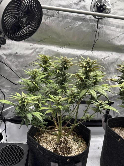 Strawberry Gorilla Auto. Week 9