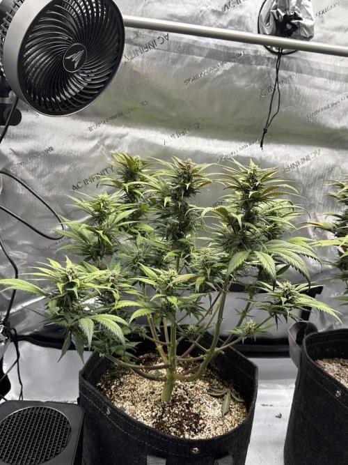 Strawberry Gorilla Auto. Week 9