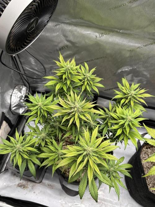Strawberry Gorilla Auto. Week 9