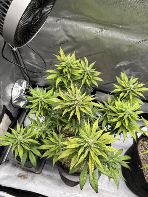 Strawberry Gorilla Auto. Week 9