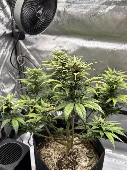 Strawberry Gorilla Auto. Week 9