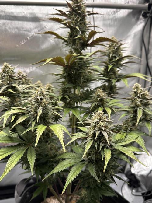Strawberry Gorilla Auto. Week 9