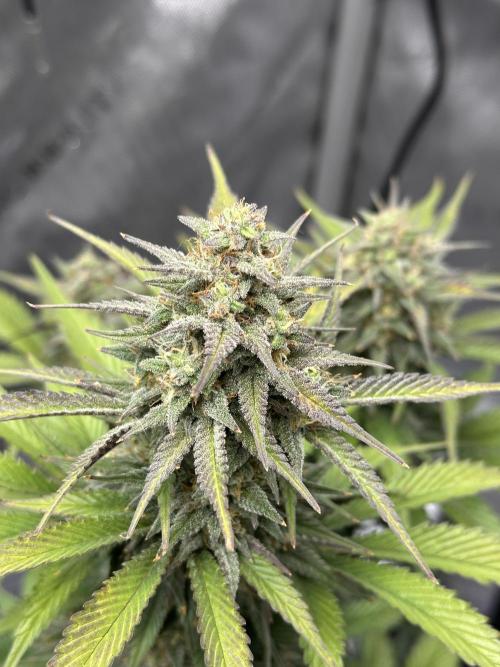 Strawberry Gorilla Auto. Week 9