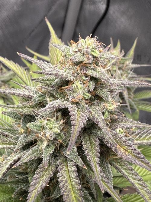 Strawberry Gorilla Auto. Week 9