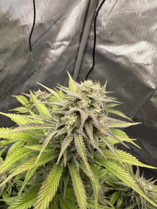 Strawberry Gorilla Auto. Week 9
