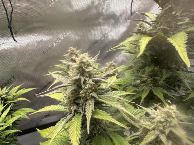 Strawberry Gorilla Auto. Week 9