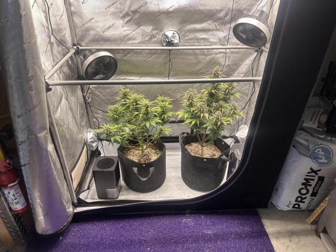 Strawberry Gorilla Auto. Week 9