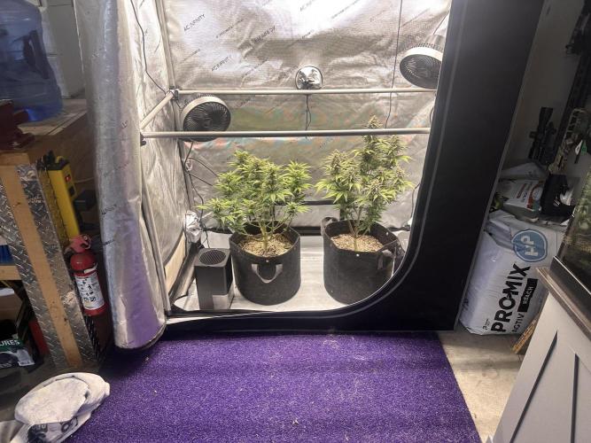 Strawberry Gorilla Auto. Week 9