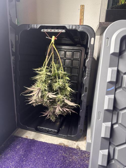 Strawberry Gorilla Auto. Week 10