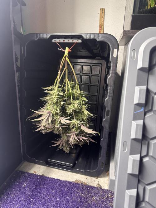 Strawberry Gorilla Auto. Week 10