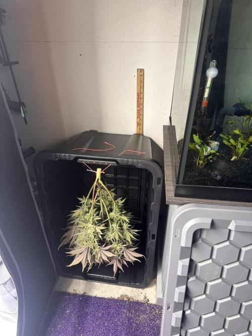 Strawberry Gorilla Auto. Week 10