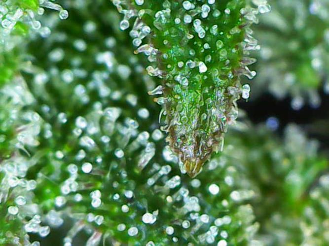 Strawberry Gorilla Auto. Week 10
