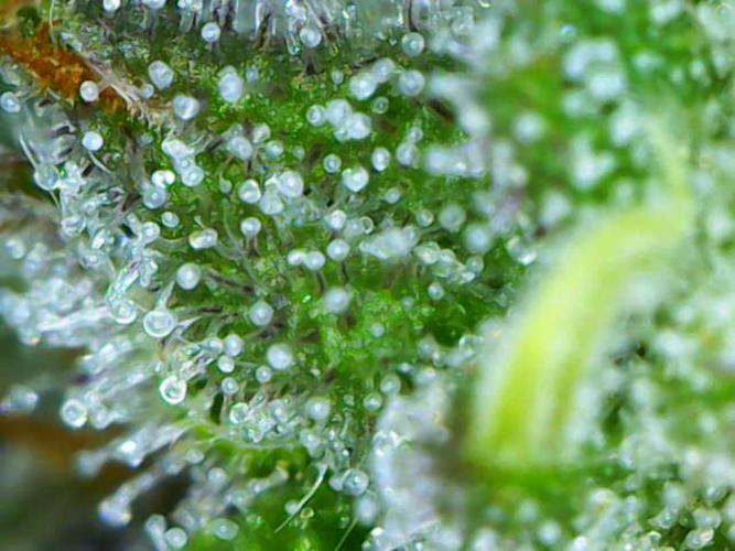 Strawberry Gorilla Auto. Week 10