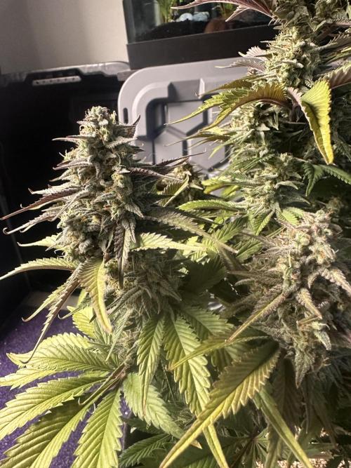 Strawberry Gorilla Auto. Week 10