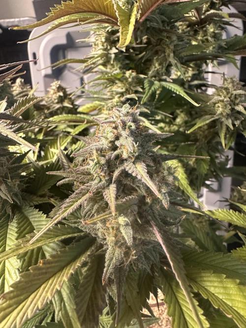 Strawberry Gorilla Auto. Week 10