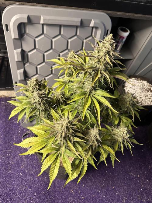 Strawberry Gorilla Auto. Week 10
