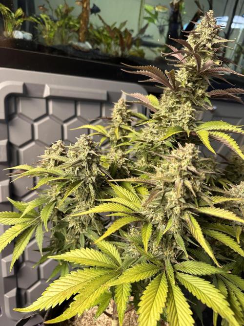 Strawberry Gorilla Auto. Week 10