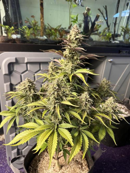 Strawberry Gorilla Auto. Week 10
