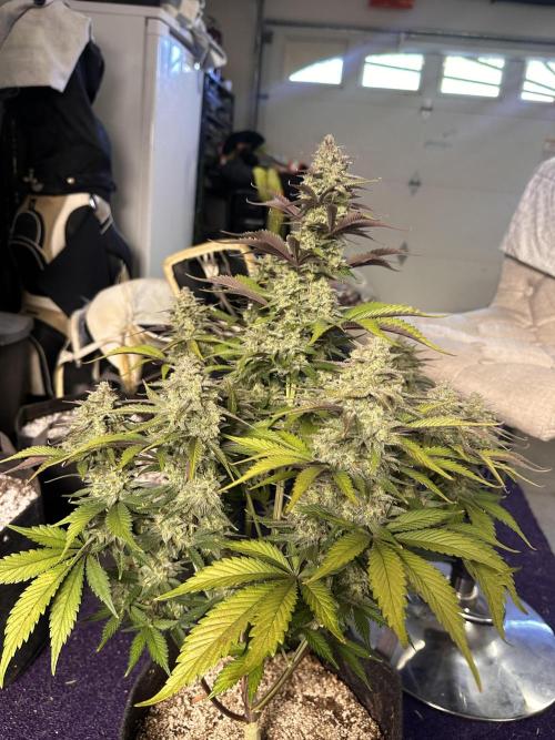 Strawberry Gorilla Auto. Week 10
