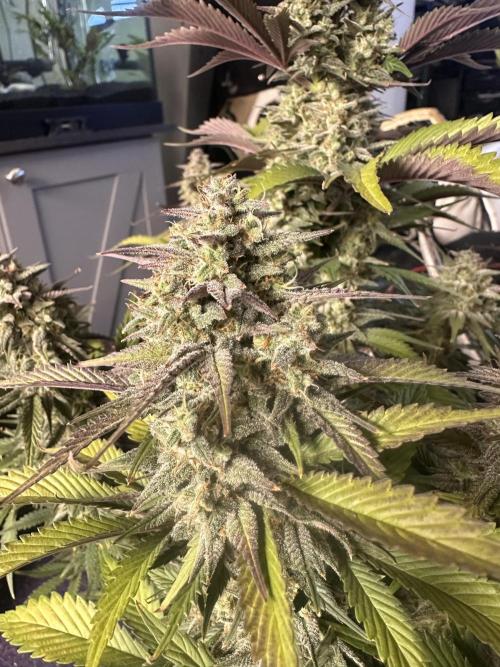 Strawberry Gorilla Auto. Week 10