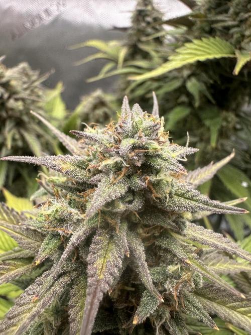 Strawberry Gorilla Auto. Week 10
