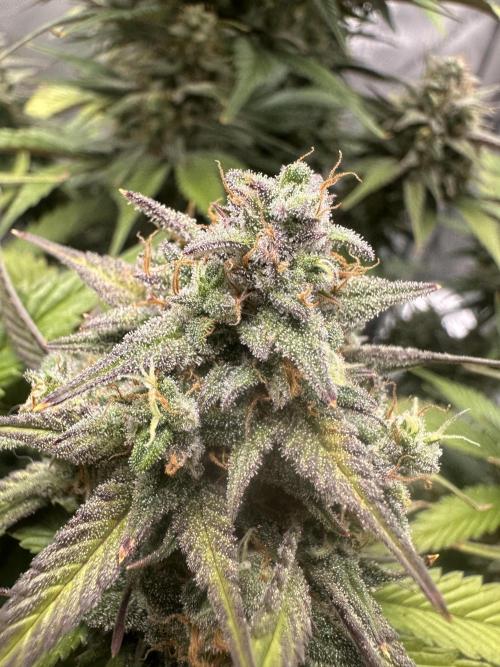 Strawberry Gorilla Auto. Week 10
