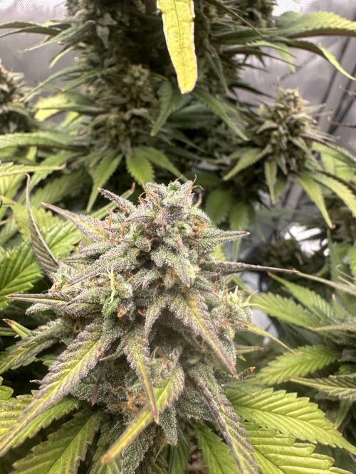 Strawberry Gorilla Auto. Week 10