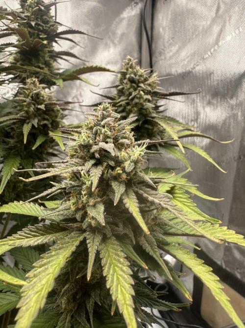 Strawberry Gorilla Auto. Week 10