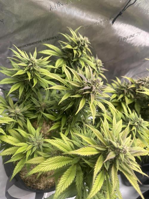 Strawberry Gorilla Auto. Week 10