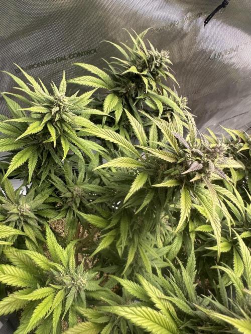 Strawberry Gorilla Auto. Week 10