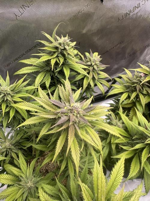 Strawberry Gorilla Auto. Week 10