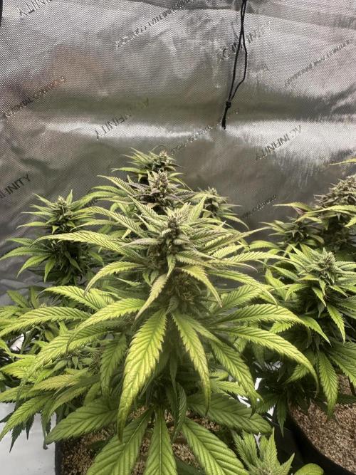 Strawberry Gorilla Auto. Week 10