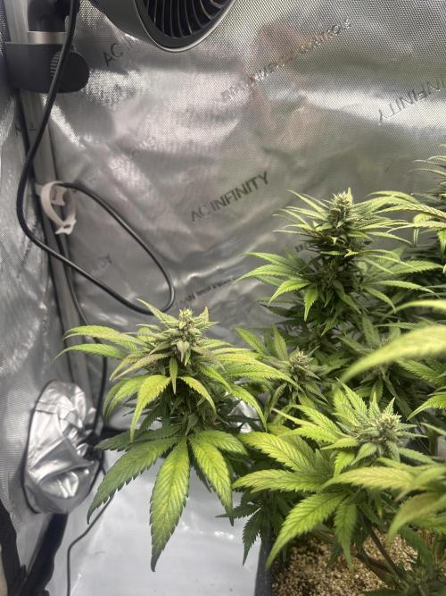 Strawberry Gorilla Auto. Week 10