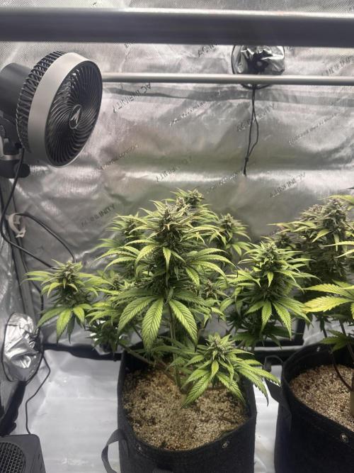 Strawberry Gorilla Auto. Week 10