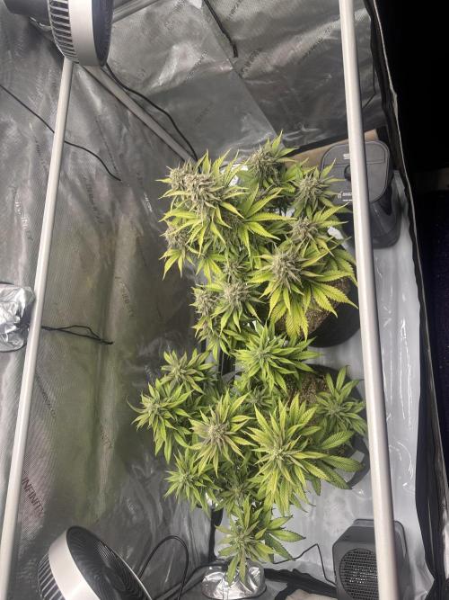 Strawberry Gorilla Auto. Week 10