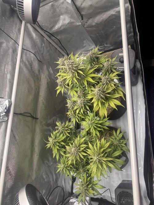 Strawberry Gorilla Auto. Week 10