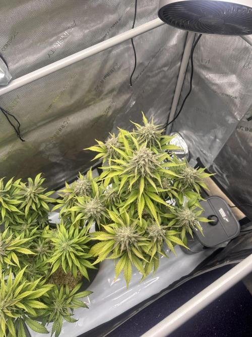 Strawberry Gorilla Auto. Week 10