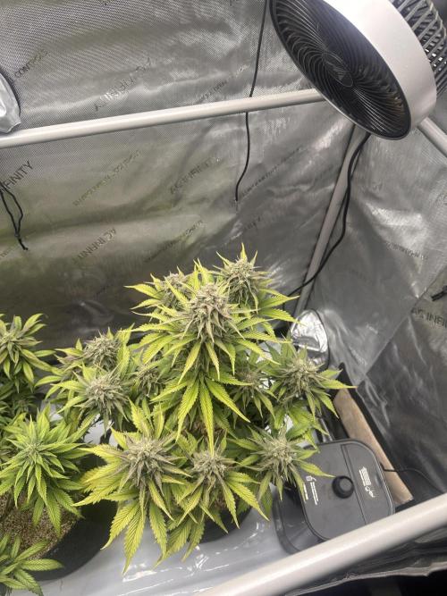 Strawberry Gorilla Auto. Week 10