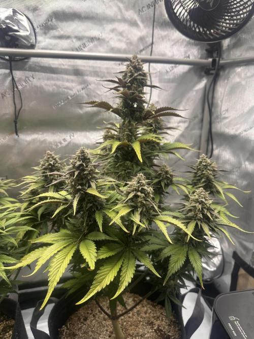 Strawberry Gorilla Auto. Week 10
